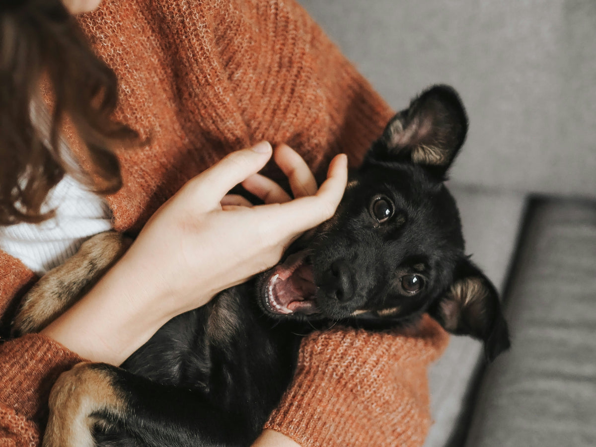 Who’s Really in Charge: You or Your Pet?